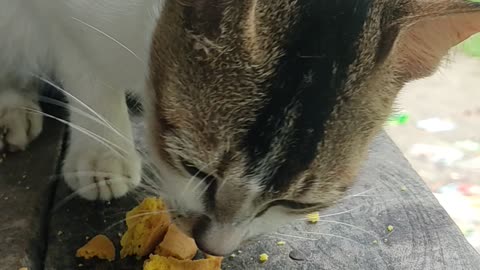 My cute cat eating