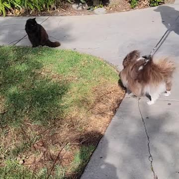 Dog Meets Cat!