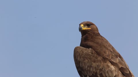 Eagle