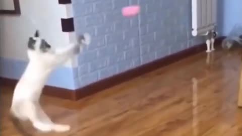 Funny cat playing 😂