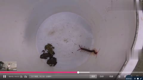 A Toad and centipede