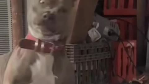 Funny Pets Moments #3