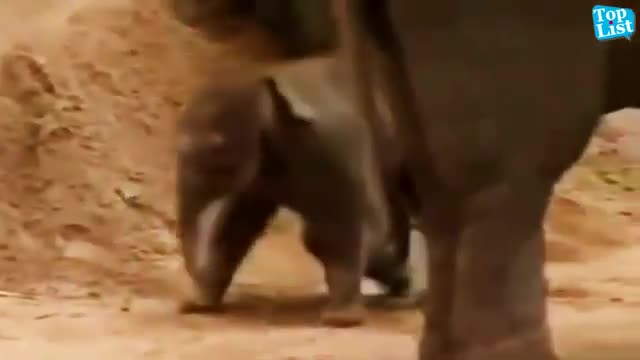 Funny animals video