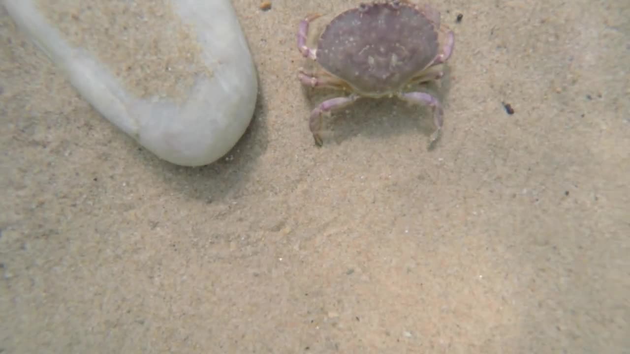 An underwater shot of a crab on the ocean floor bottom