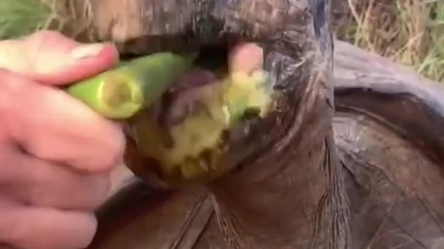 Best Funny Animal Videos of the year (2021), funniest animals ever. relax with cute animals.AWW anim