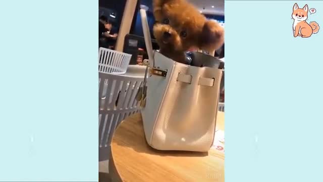 Cutest puppies ever💕💕