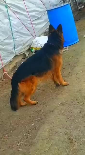 Long Coat Germen Sheperd