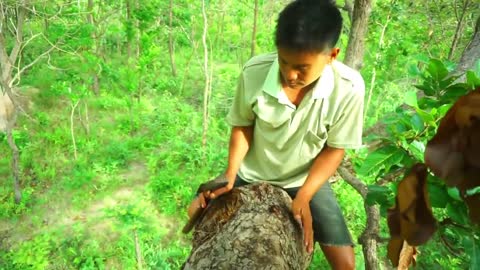 Man finds parrot in a high tree hole- Parrots nest in trees-​ Cut holes to get parrots in the nest_p