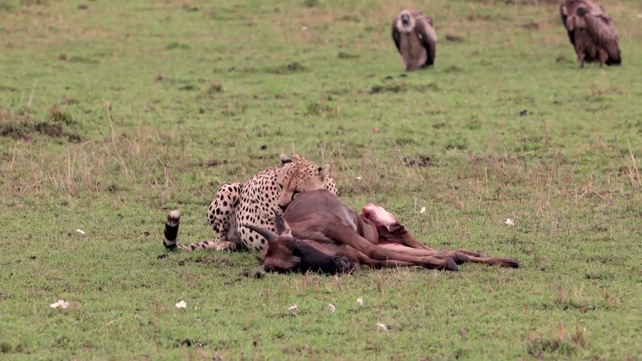 CHEETAH HUNTING ANIMALS