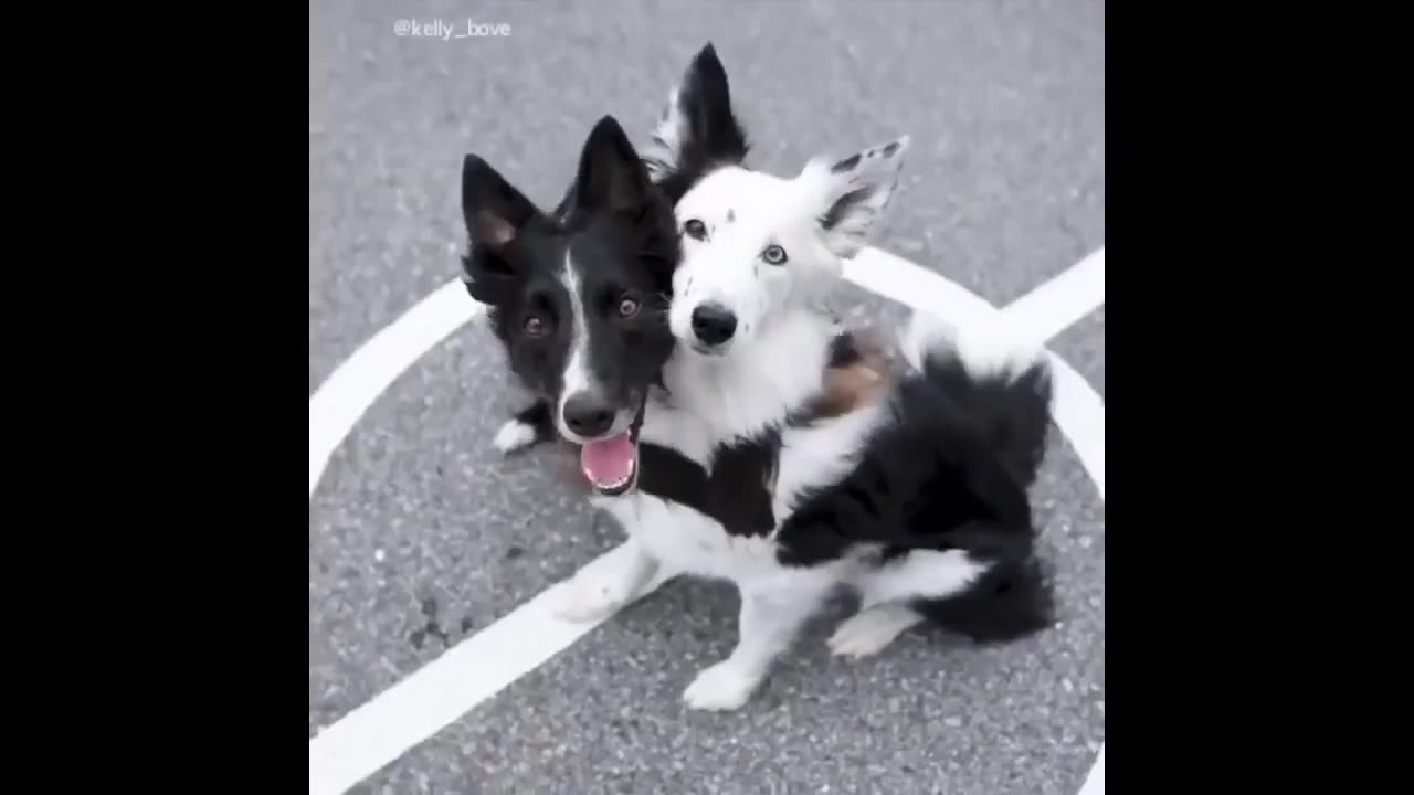 Funny animals - Funny cats