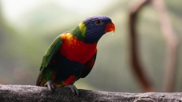 A parrot wants to marry his girlfriend