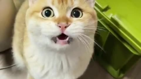 cute cats