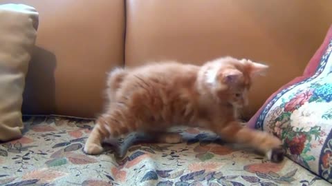 Cute and Funny Cat Video Compilations