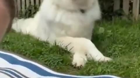 This dog is so good at playing