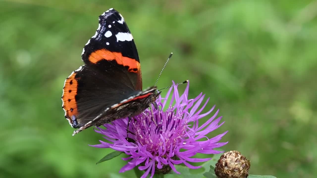 Beautiful butterfly on the purple flower