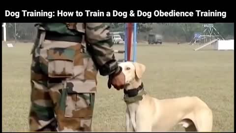 Dog Training: How to Train a Dog & Dog Obedience Training