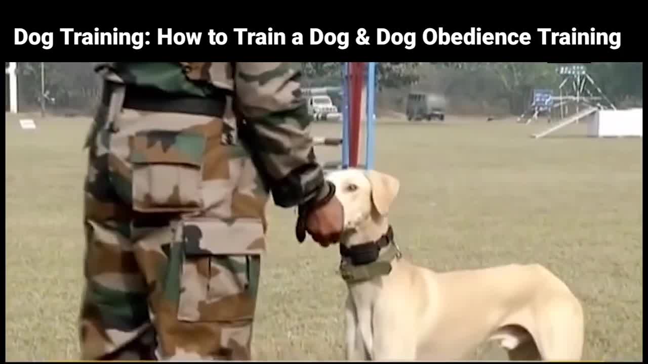 Dog Training: How to Train a Dog & Dog Obedience Training