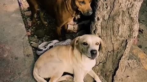 Amor incondicional: Soledad prefiere dormir en la calle a separarse de sus perros en Tijuana (2)