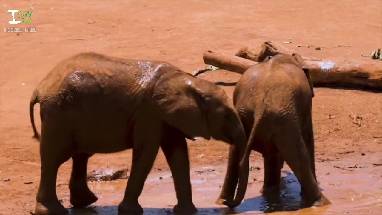 Look how cute two elephant cubs playing in the mud