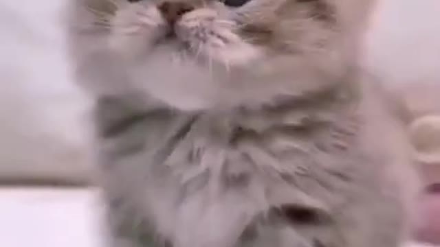 ute cat and funny cat shorts❤#shorts #cat #cutecat #funnycats #viral