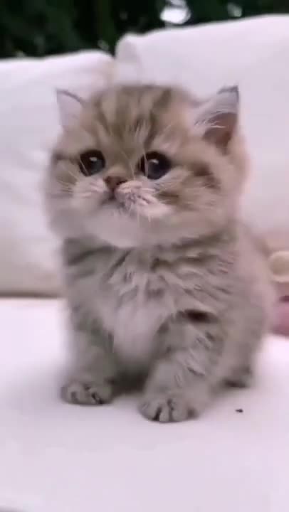 ute cat and funny cat shorts❤#shorts #cat #cutecat #funnycats #viral