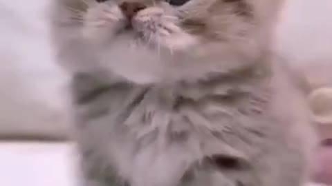 ute cat and funny cat shorts❤#shorts #cat #cutecat #funnycats #viral