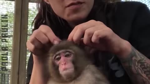 10 Funny Animal Videos.