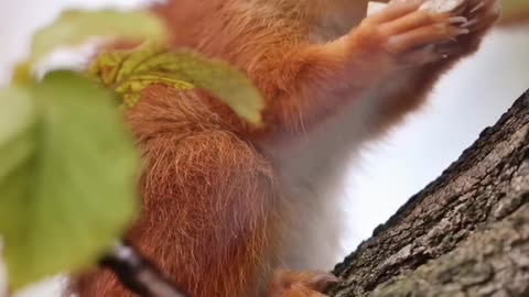 Hamster Rabbit Eating Quickly in the Jungle