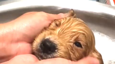 This precious little puppy is loving her first bath! 😍🛁🐕