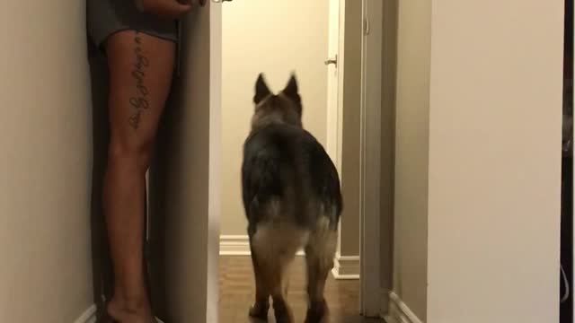 Dog And Human Mom Play Hide And Seek Alone At Home