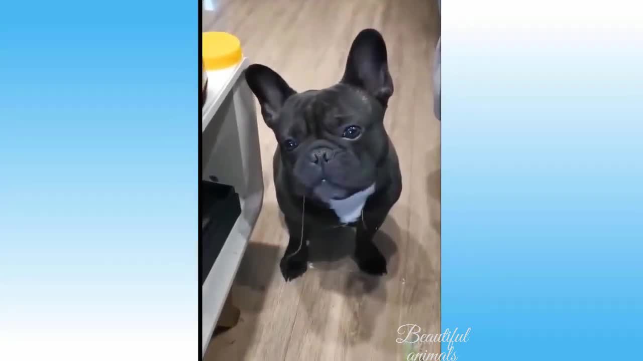 cute dog amazing jump