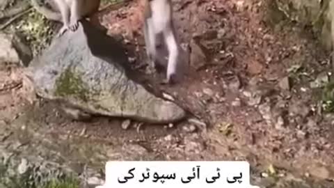 Monkey funny video