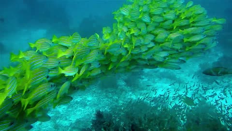 amazing fish scenes under the sea 😻