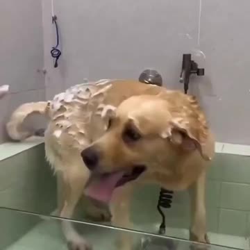 Doggy loves the tushy rubs 😂😂