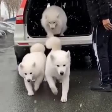 Laughable Puppies and kittens 2021 (4)