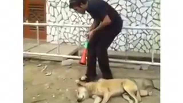 Funny dog wake up