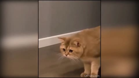 Crazy Cats Compilation - weird and funny cats life