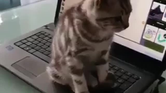 cat is chatting