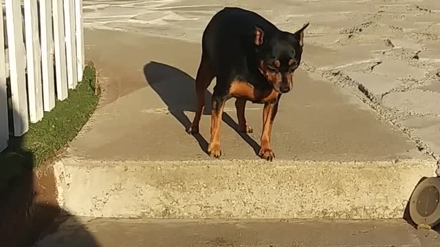 A Man Encouraging His pet Dogs to go down the Stair Steps.