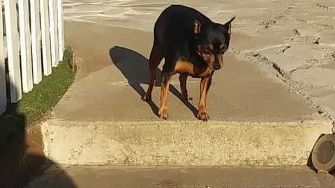 A Man Encouraging His pet Dogs to go down the Stair Steps.