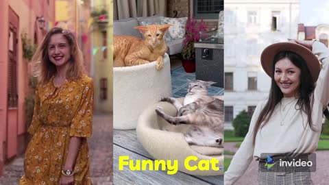 Funny Cat - Due to misunderstanding
