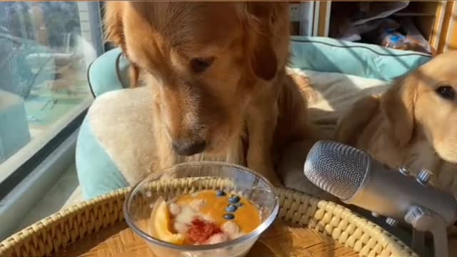 smart dog
