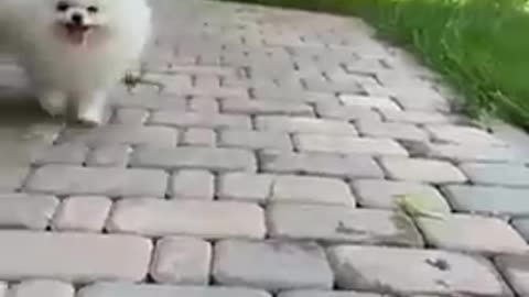 Cute dog