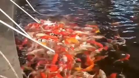 Feed the koi fish