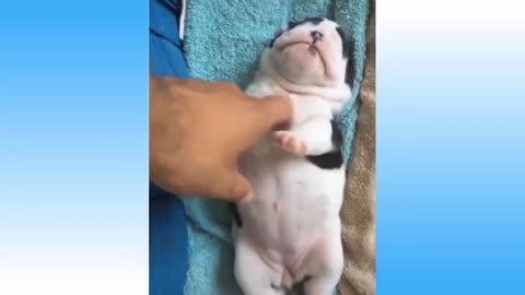 Funny naughtiness with sleeping pet | Cute pet video