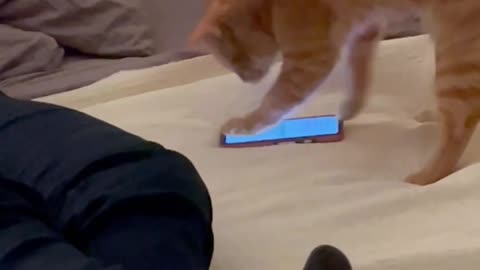 Cat furiously paws at phone screen and scrolls through apps