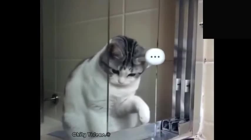 Videos divertidos de gatos Cat Videos Baby Cats Cute and Funny Cat Videos Compilation