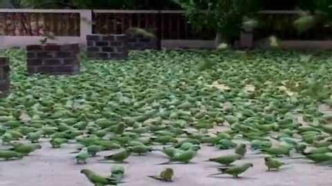 The Man Feed the Food in Wild Parrotsp8