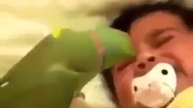 # Funny parrot wants to silence a child without success 😂🤣🤣