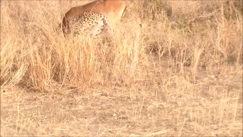 WORLD’S FASTEST ANIMALS FAIL! Grant’s Gazzele Take Down Cheetah With Horns, Lion Hunt Imapala Fail